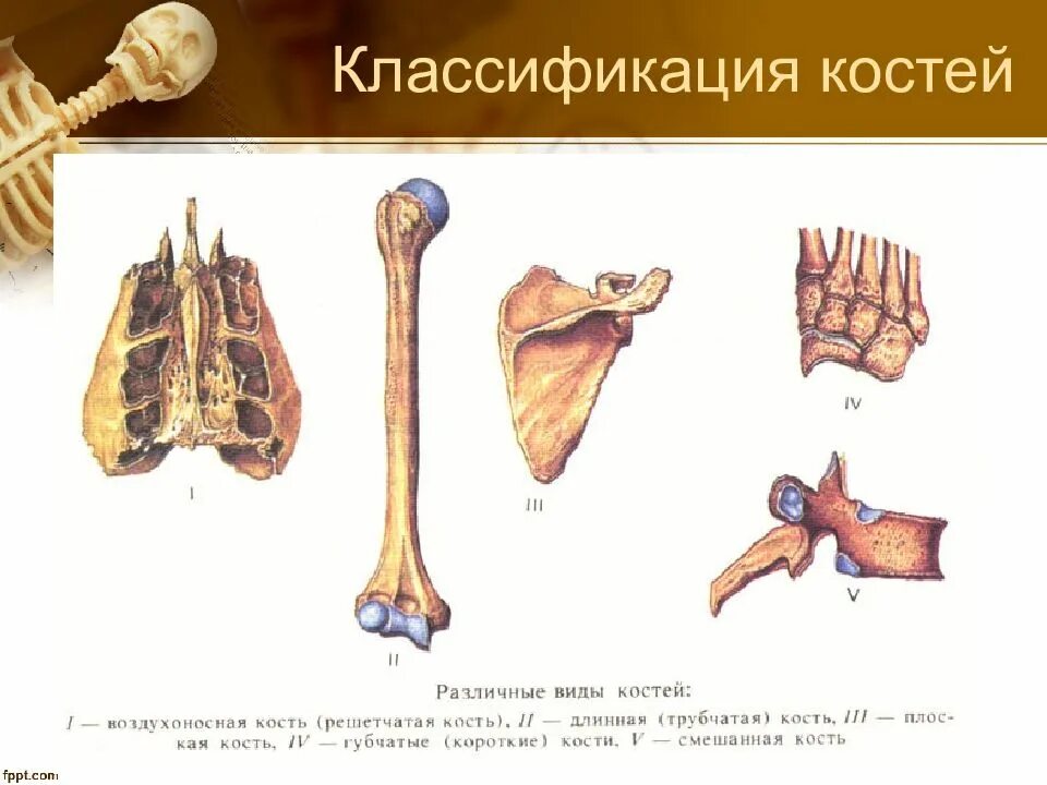 Название кости тип. Кости трубчатые губчатые плоские смешанные. классификация костей анатомия человека анатомия. классификация костей трубчатые губчатые. типы костей человека.