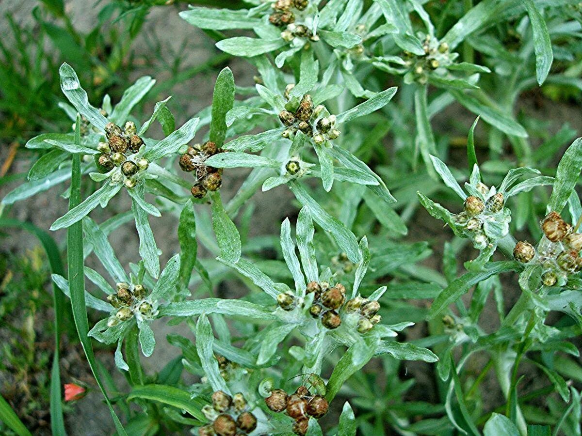 Сушеница топяная (Gnaphalium uliginosum). Сушеница Болотная (Gnaphalium uliginosum). Сушеница топяная, сушеница Болотная. Сушеница топяная ГФ.