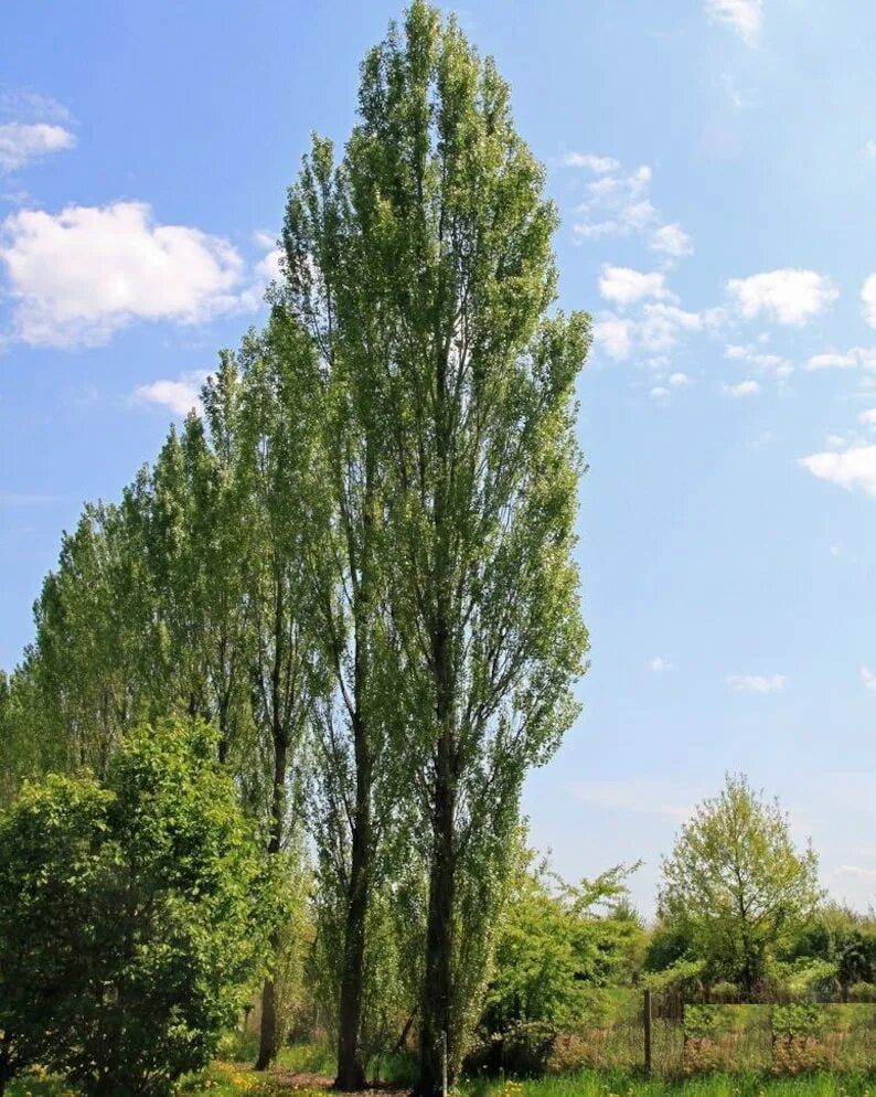 Тополь пирамидальный populus pyramidalis. Тополь черный (populus nigra). Пирамидальный тополь раина. Американский тополь. Пирамидальный тополь на кубани.