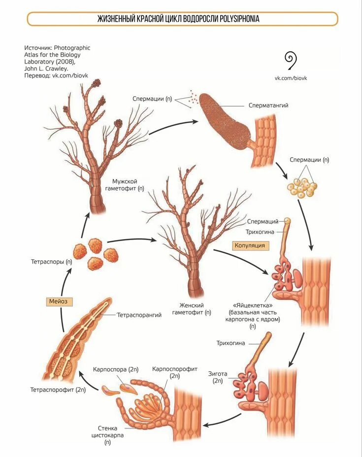 Жизненный цикл красных водорослей схема. Порфира цикл развития. Жизненный цикл красных водорослей схема. Полисифония жизненный цикл. Цикл порфиры.