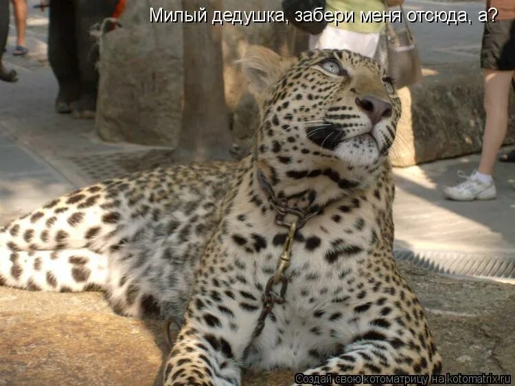 дедушка забери меня отсюда. приезжай милый дедушка христом богом тебя молю возьми меня отсюда. письмо на деревню дедушке ванька жуков автор. деда забери меня отсюда. дорогой дедушка константин макарович забери меня.