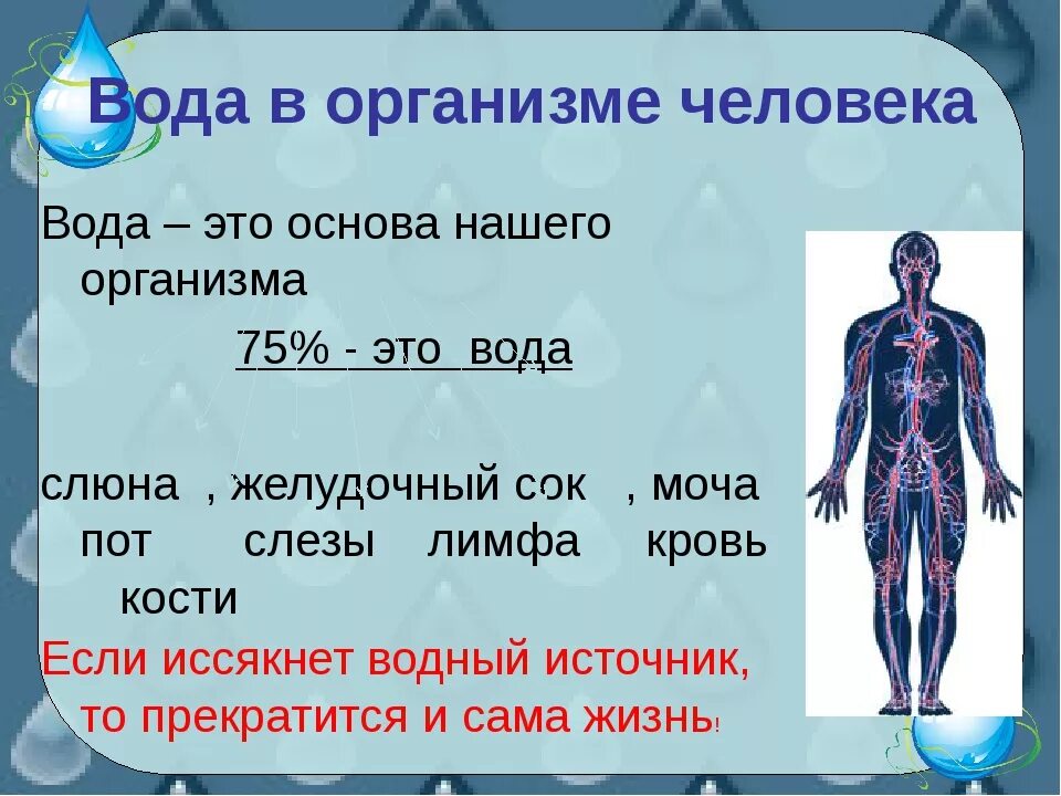 Сколько воды содержит. Вода в организме человека. Источники воды в организме.