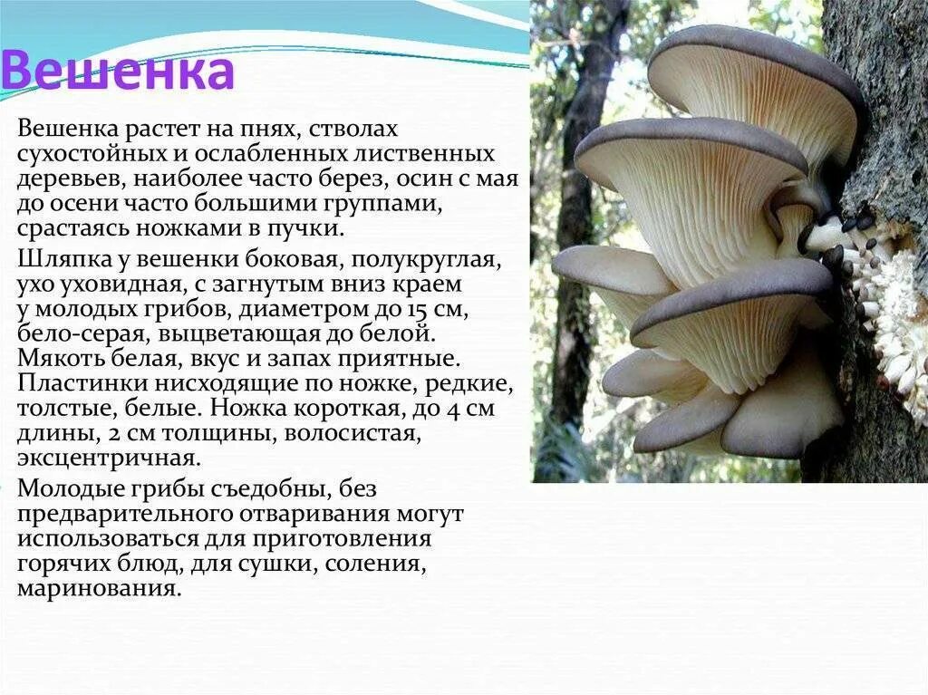 Гриб вешенка описание. Гриб вешенка описание. Съедобный гриб вешенки описание. Доклад про вешенки. Вешенки грибы съедобные или нет.