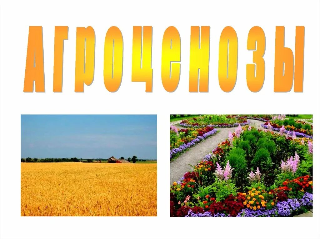 Естественный агроценоз. Агроценоз рисунок. Агроценоз презентация. Агроценоз огорода. Агроценоз это в биологии.