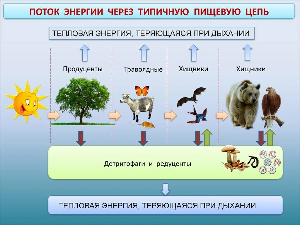 Поток энергии это в биологии. Энергия в пищевой цепи. Поток энергии через типичную пищевую цепь. Поток энергии и пищевые цепи