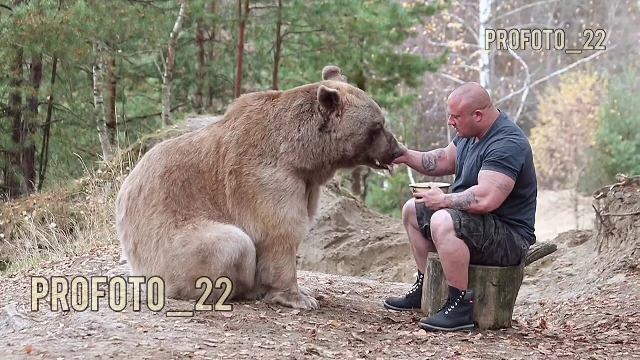 Мужчина медведь видео. Мужик и медведь. Мужик кормит медведя с ложки. Медведь с ложкой.