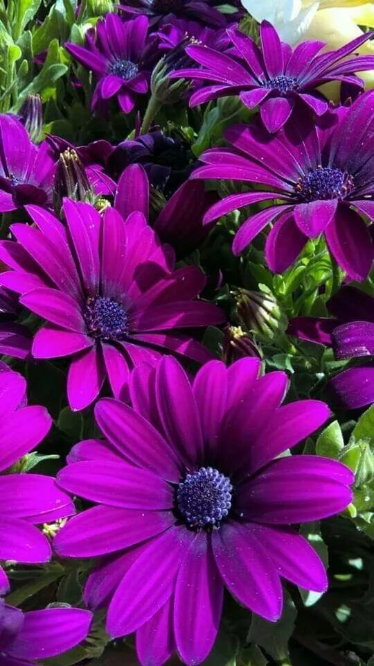 Pin by Brian Mohs on Brian Rose Purple colour flowers, Purple roses, Purple flow