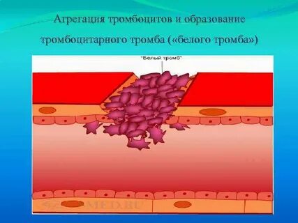 Место разрушения тромбоцитов