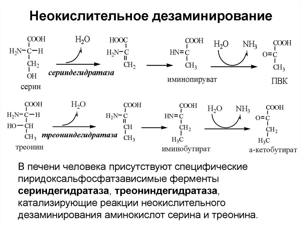 Схема реакций дезаминирования аминокислот Пути использования аминокислот в организме: декарбоксилирование, образование био
