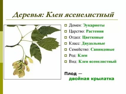 Клен какая систематическая группа