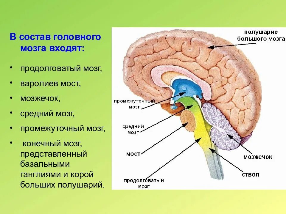 Что относится к головному мозгу. Отделы мозга продолговатый промежуточный. Головной мозг строение мозжечок мост. Передний, продолговатый, средний и промежуточный отделы мозга. Отделы головного мозга конечный средний продолговатый задний.