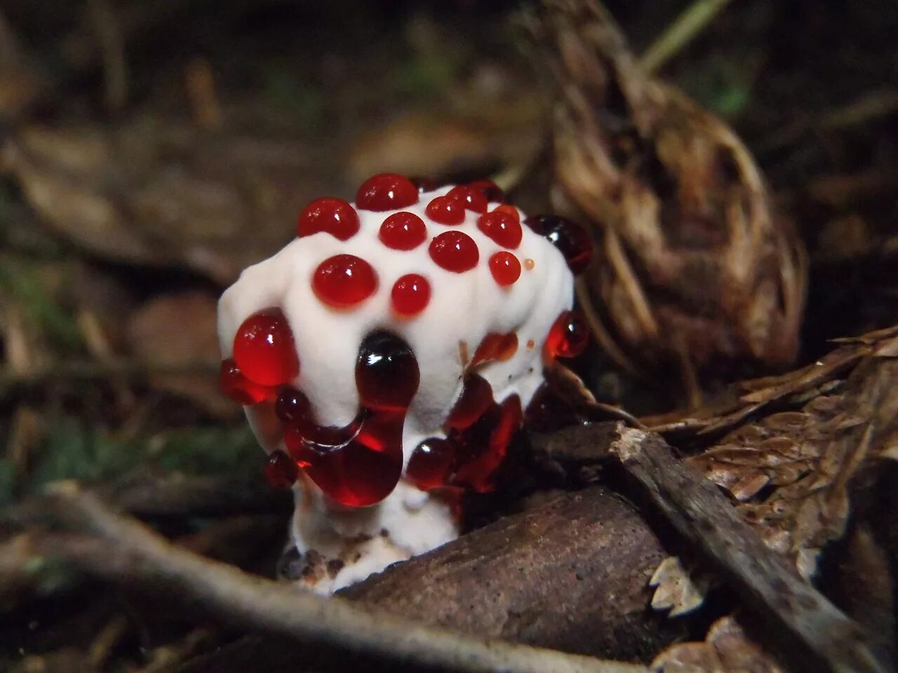 Гриб ежовик Дьявольский. Ежовик кровоточащий / Hydnellum peckii. Редкий красный гриб