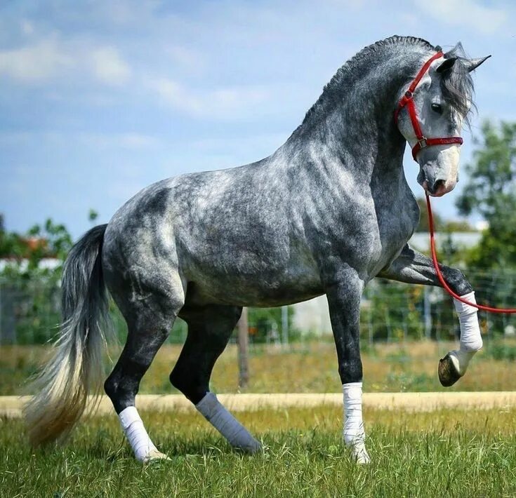 Horses. Almost looks like Brolga from the Silver Stallion!!! Horses, Grey horse,