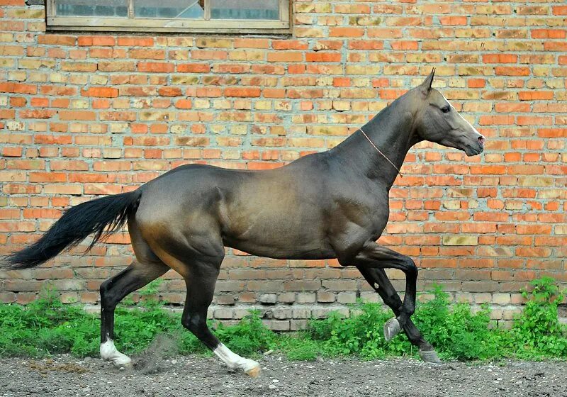 Mane грива. Где взять лошадь. Ахалтекинец стар стейбл. Ахалтекинская порода лошадей фото. Лошадь ест траву.