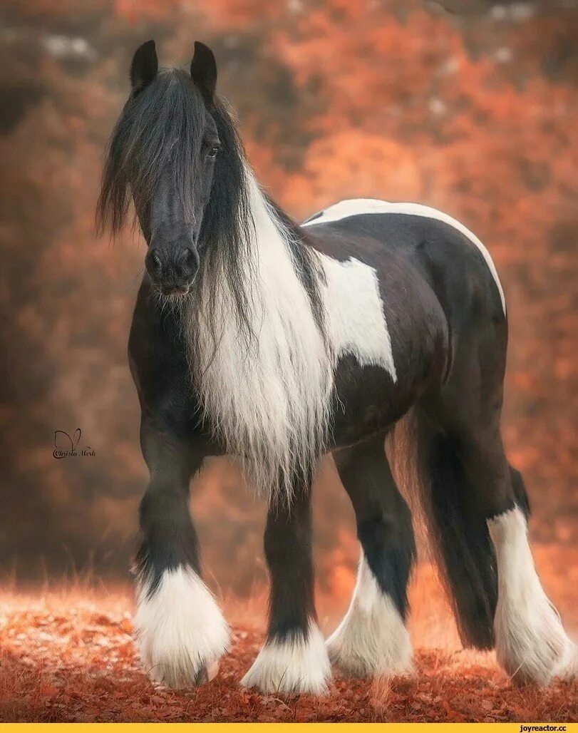 Красивые лошади тяжеловозы. Лошадь породы Gypsy Vanner. Тяжеловоз Шайр. Порода лошадей Цыганский Ваннер. Бельгийский тяжеловоз Шайр.