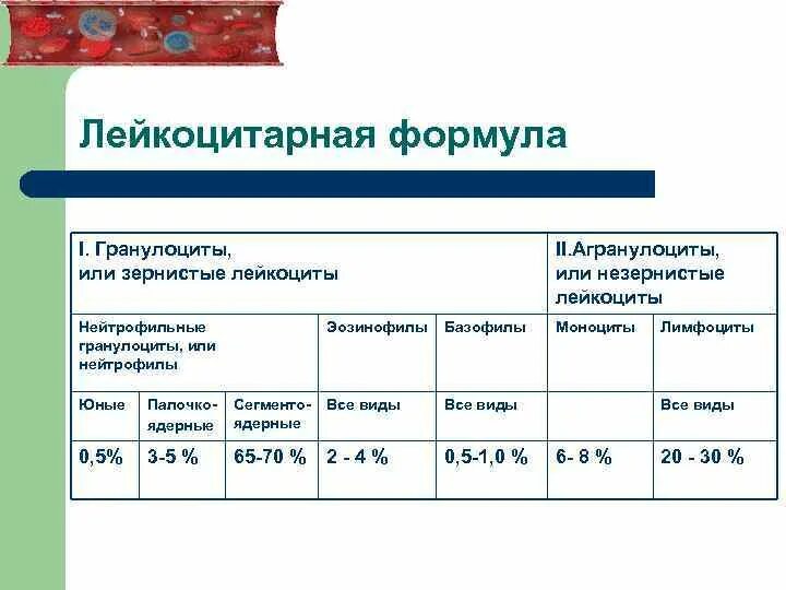 4 лейкоцитарная формула. 4 лейкоцитарная формула