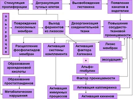 Патогенез пролиферации