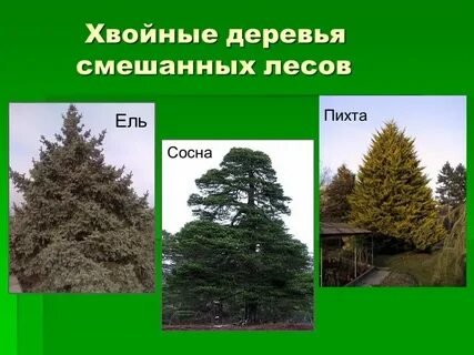Сосна пихта ольха лиственница