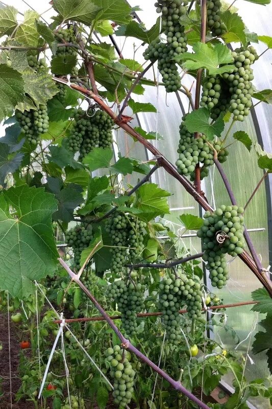 Виноград начал. Виноград плодоносит. плодоношение винограда. виноград начало. как завязываются плоды винограда.