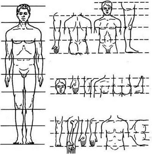 Сколько голов в взрослом человеке. Пропорции тела человека в головах. Пропорции человека рисунок. Пропорции человеческой фигуры. Пропорции тела человека для художников.