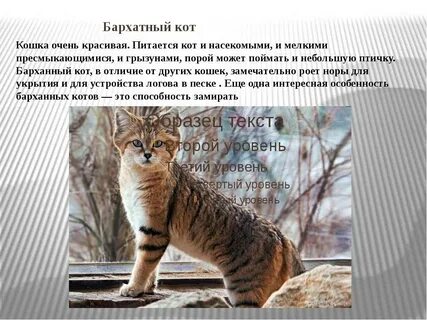 Бархатный кот в какой природной зоне