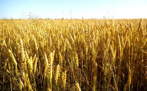 Plant wheat