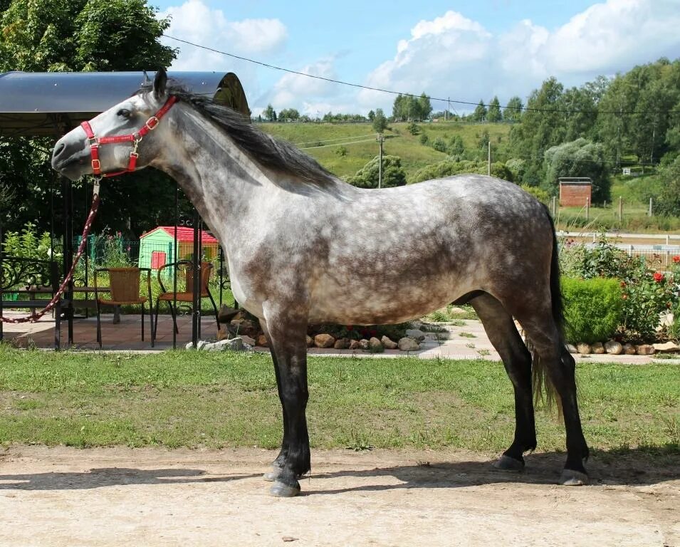 Гуцульская лошадь мышастая. Малибу мун лошадь. Четырехлетний жеребец изумруд. Донская порода лошадей конезавод. Четырехлетний жеребец изумруд.