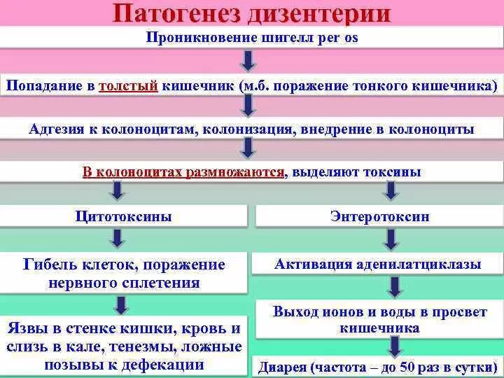 Признаки патогенеза. Схема патогенеза Shigella dysenteriae. Шигеллез патогенез диареи. Шигеллез патогенез микробиология. Патогенез сальмонеллеза.