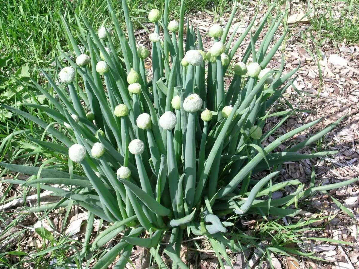 Лук шатун. Многолетний лук батун. Лук батун лонг токио. Многолетний лук батун. Лук дудчатый.