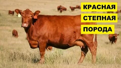 4 красные коровы