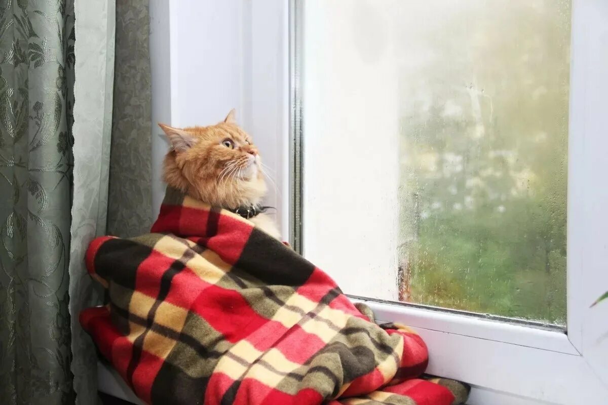 Кот ждет весну. Кот на окне. Кот в пледе. Котик у окна. Кот в пледе у окна.