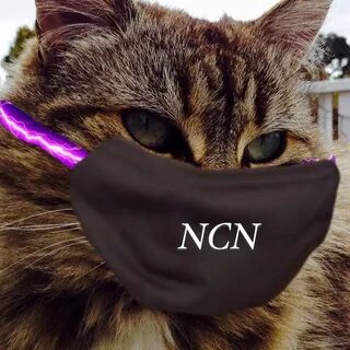 Коты браво
