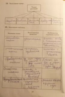 Заполните схему виды тканей растений