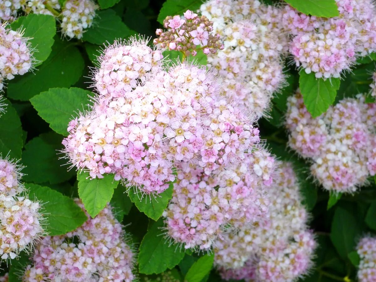 Спирея весной. Спирея летнецветущая. Спирея Дугласа Spiraea douglasii. Спирея метельчатая. Спирея Бумальда.