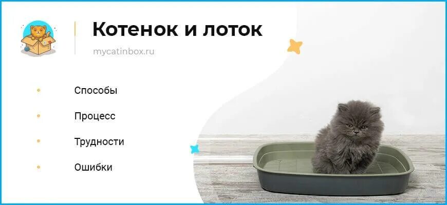 Как котенка приучить к лотку 1.5. Лоток для котят. Котик в лотке. Приучить котенка к лотку быстро. Лоток для котенка 1 месяц.