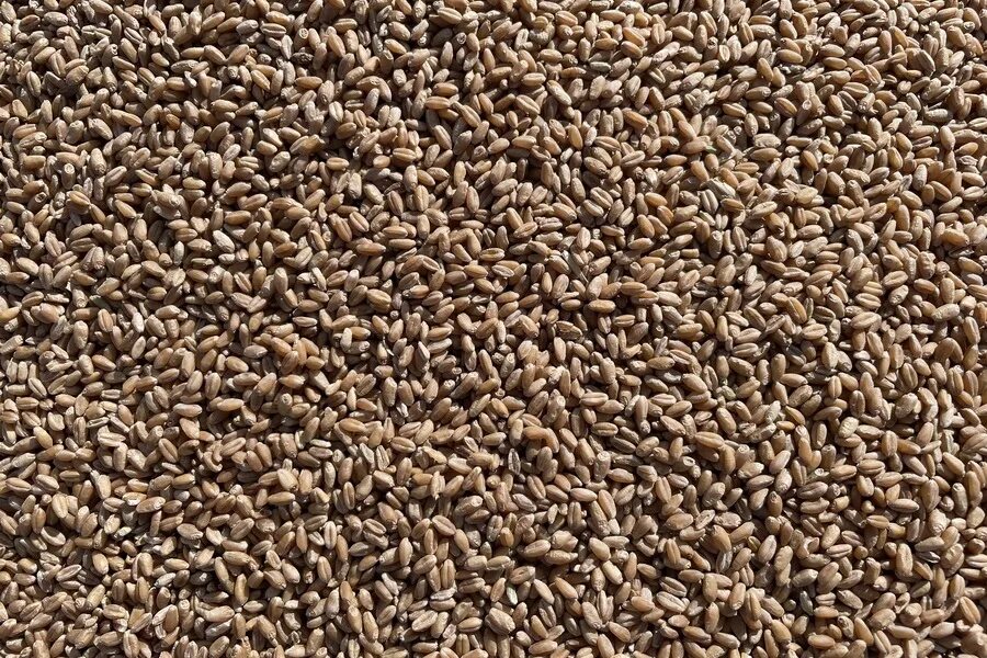 Урожай 2022. Мука из проросшей пшеницы. Тонна зерна фото. Фото созревшей пшеницы в России.