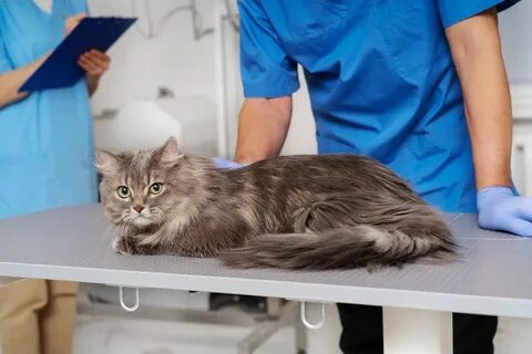 Операция стерилизации кошки уход