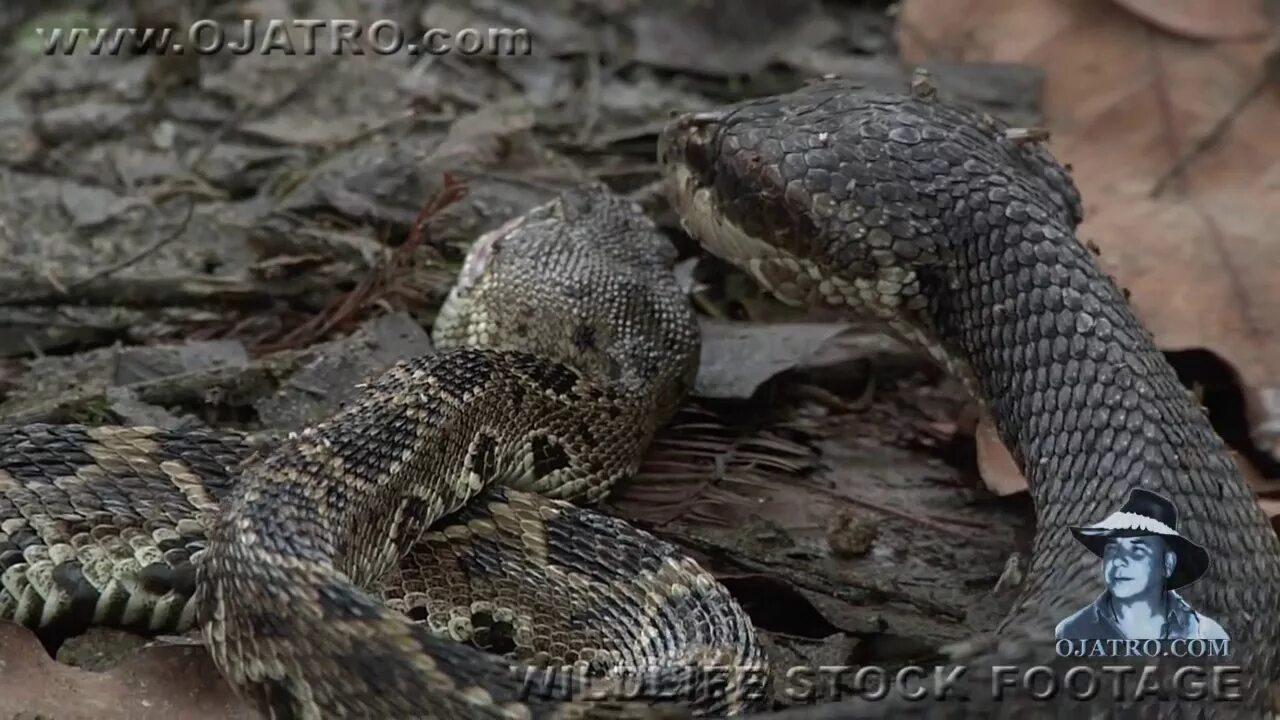 Сон змеи дрались. Сплетенные змеи. Королевская кобра против питона. Сон змеи дрались. Королевская кобра против анаконды.