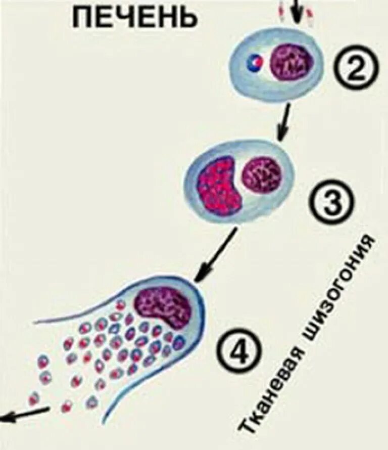 Малярия клетки. Шизогония плазмодия. Мерозоит плазмодия. Трофозоит плазмодия. Цикл развития малярийного плазмодия.