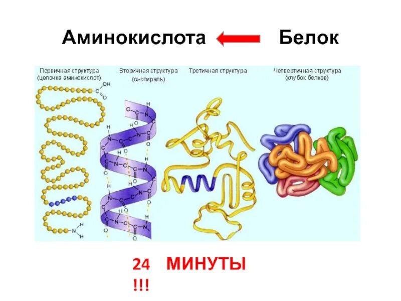 Белок из аминокислот. Белок аминокислоты. Аминокислоты в белках. Белки аминокислоты белки. Аминокислоты первичные вторичные и третичные.