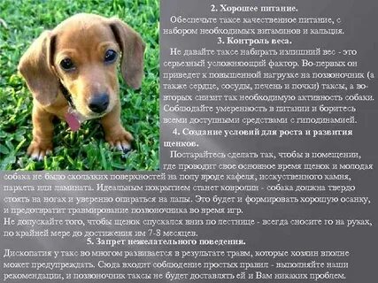 Домашняя собака особенности