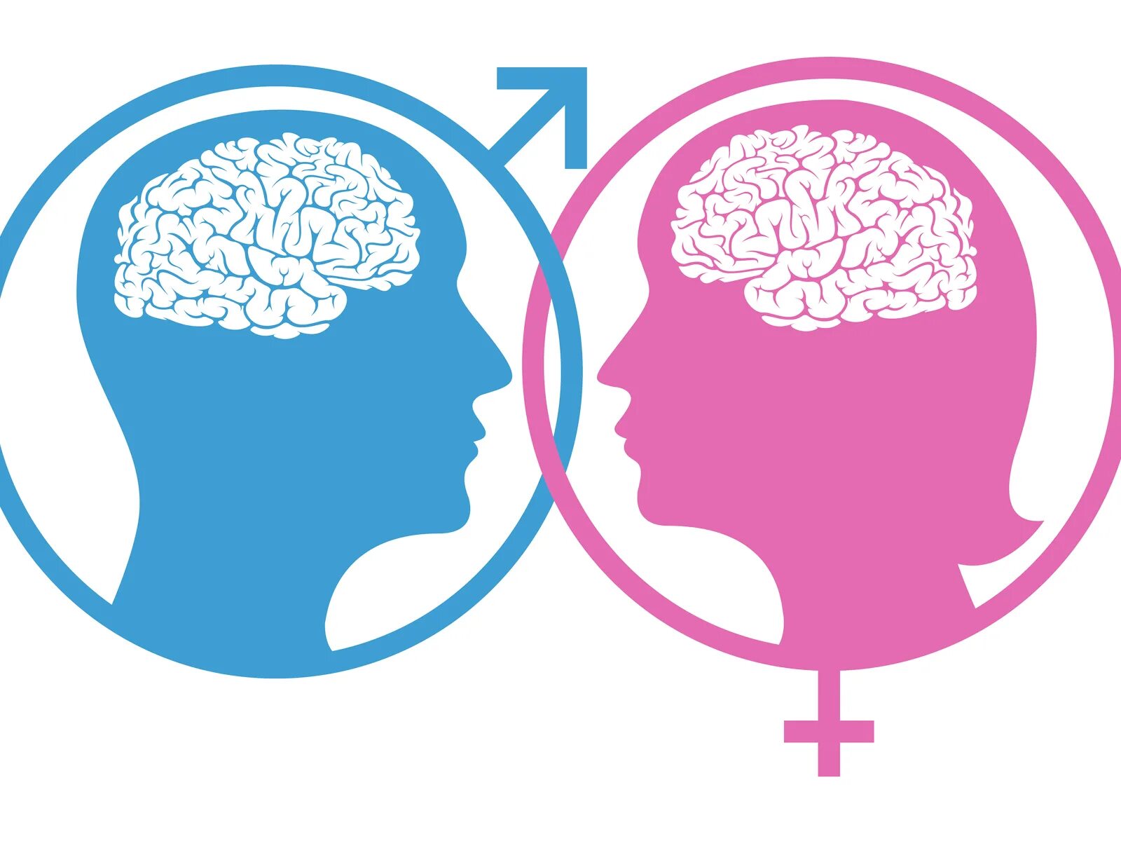 Разница между мужской и женской. Мозг мужчины и женщины. Мужской и женский мозг. Мозг мужчины и женщины различия. Мозг мужчины и женщины психология.