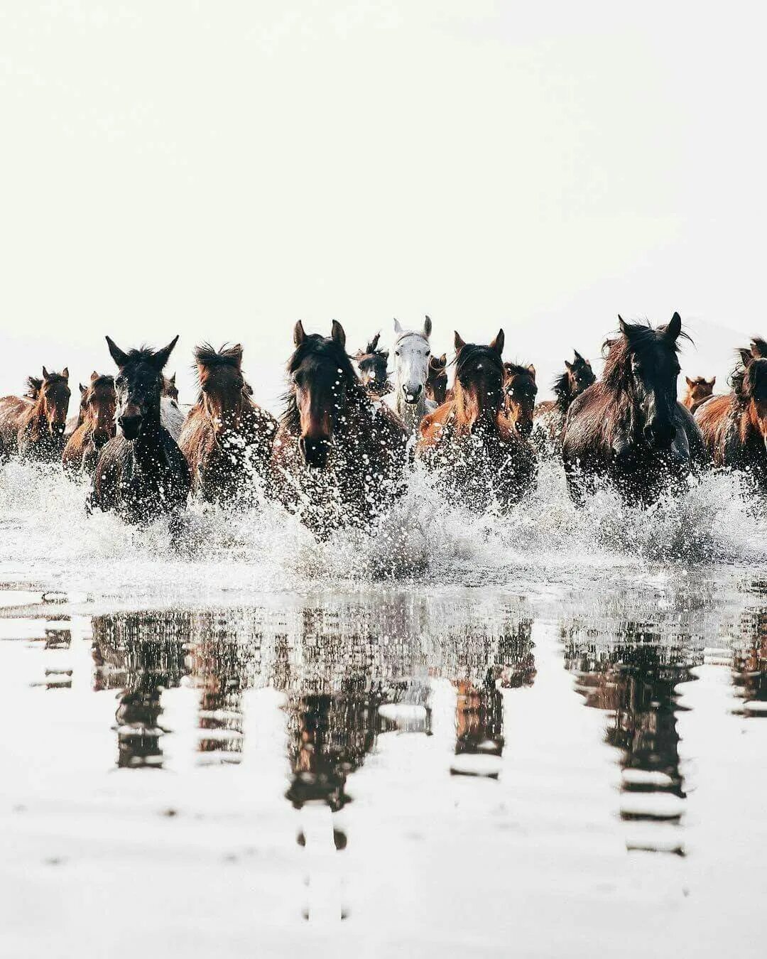 Город табун. Стая лошадей. Кони в горах. Город табун. Город табун.