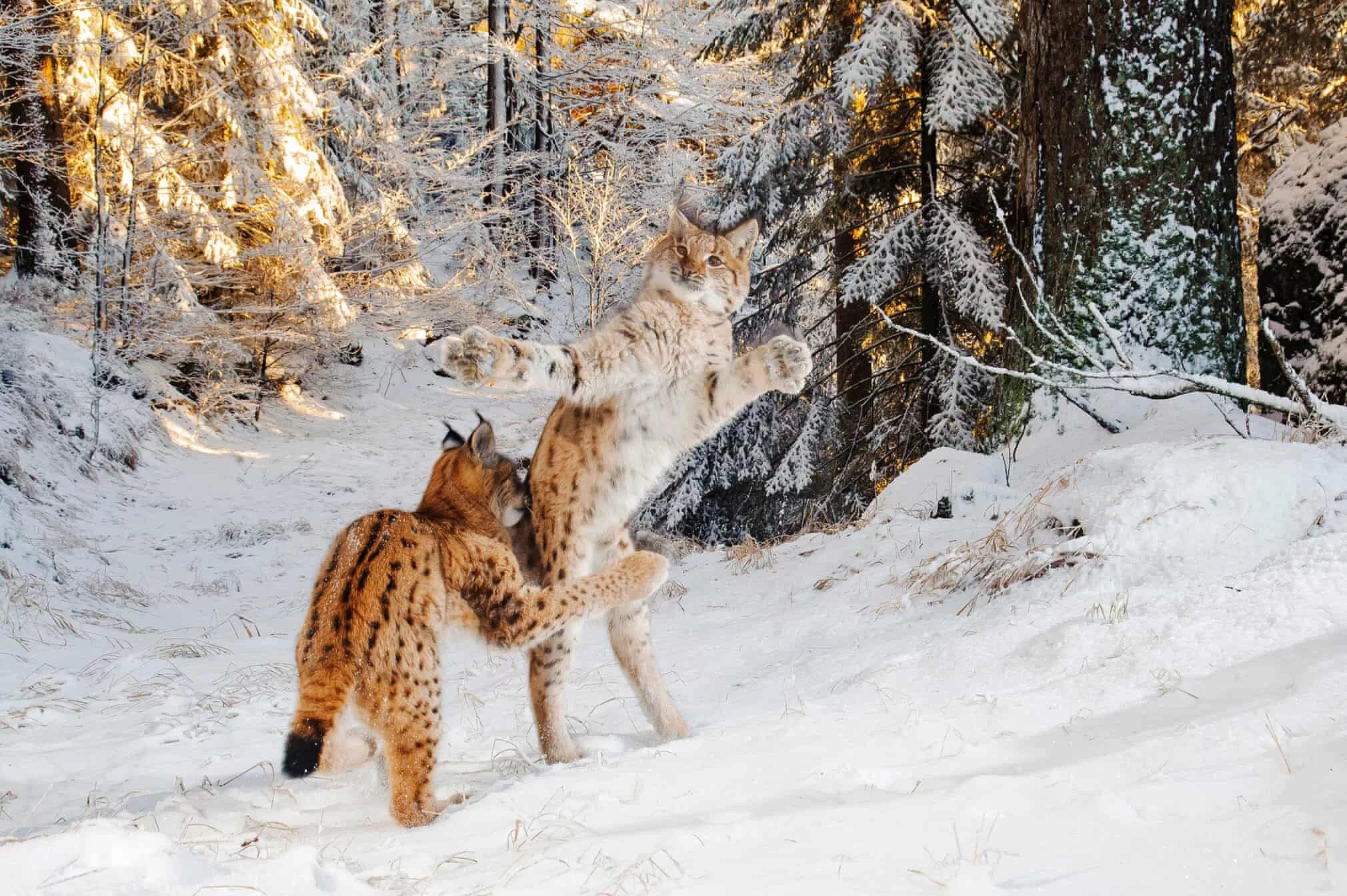 Рысь (Lynx Lynx) в дикой природе. Звери в зимнем лесу. Звери зимой в лесу. Дикая природа. Рысь и птицы