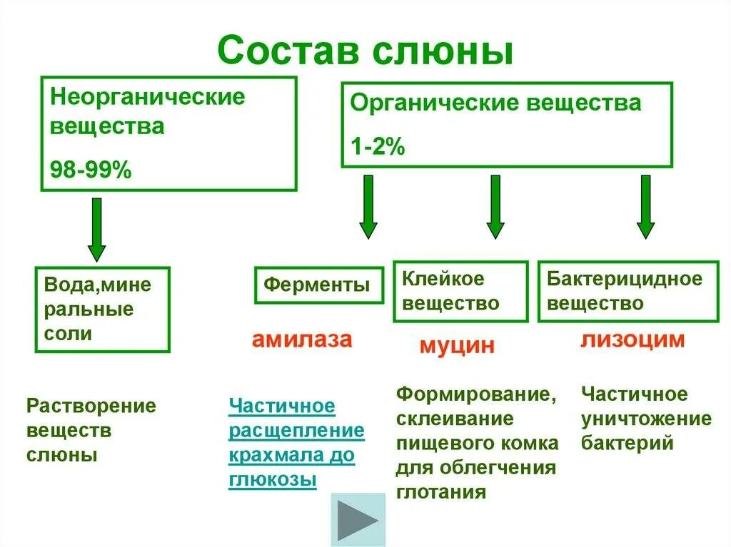 Бактерицидное свойство слюны. Состав и функции слюны таблица. В состав слюны входят ферменты. Компоненты слюны функции. Состав слюны схема.