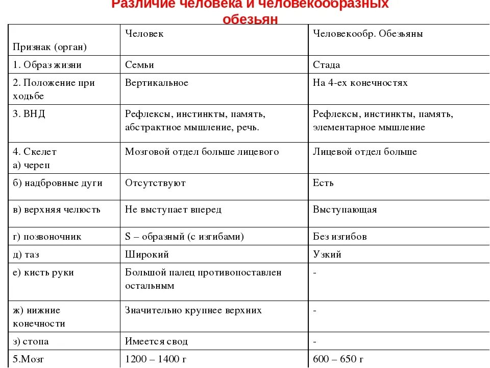 Различие между человеком и обезьяной. Различие человека и человекообразных обезьян таблица. Сравнение скелета человека и человекообразной обезьяны таблица. Сходства и различия человека от человекообразных обезьян таблица. Различие скелетов человека и обезьяны таблица.