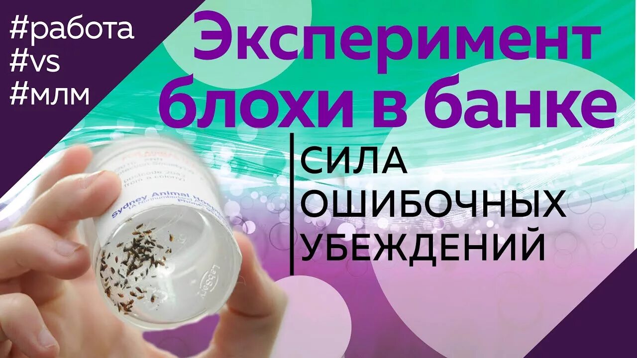 Эксперимент в банке. Блохи в банке эксперимент. блохи эксперимент с банкой. опыт с блохами в банке. блохи в банке эксперимент видео.