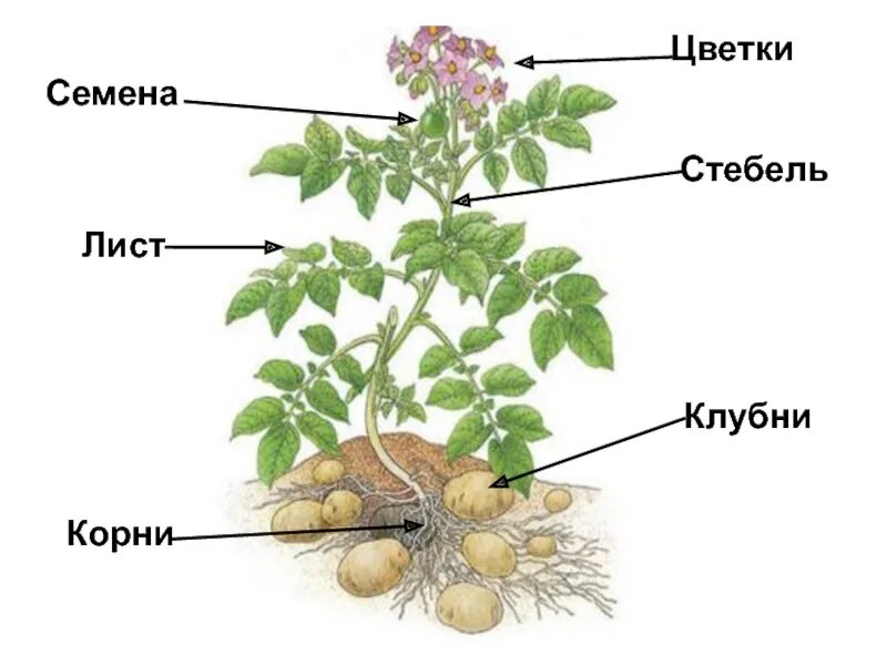 Особенности внешнего строения листа картофеля. Картофель задания. картофель задания для детей. строение картофеля. стебель картофеля.