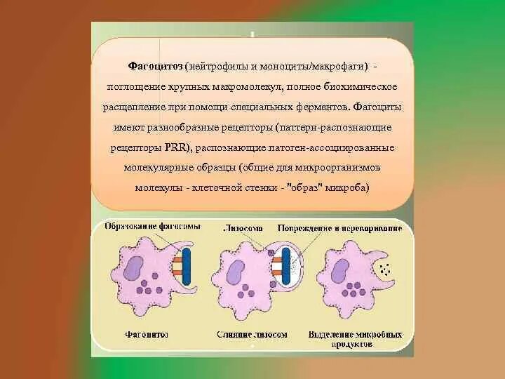 Особенности фагоцитоза макрофагов. Фагоцитоз нейтрофилов и макрофагов. Фагоциты нейтрофилы. Фагоцитоз бактерий нейтрофилами. Макрофаги фагоцитоз