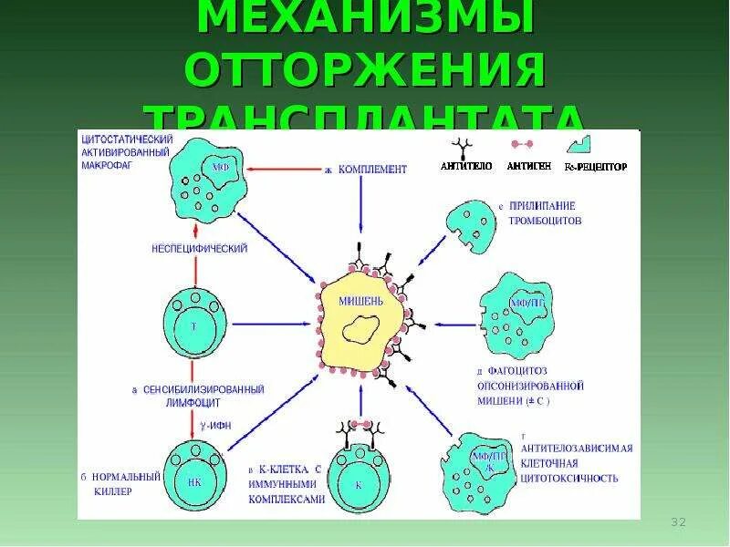 Иммунология на службе здоровья конспект кратко. Отторжение трансплантата иммунология. этапы отторжения трансплантата иммунология. иммунные механизмы отторжения иммунология. механизм отторжения трансплантата.